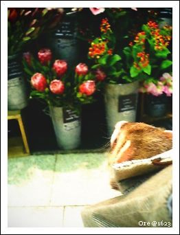 病院帰りに花屋で。